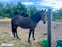حصان, Lipizzaner — الصورة 2