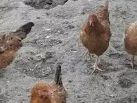 gallina danesa — foto 5