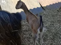 Goat, Nubian Goat — photo 1