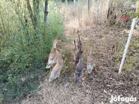 إنديان رانر — الصورة 2