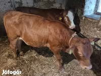 Bull, Simmental cattle — photo 3