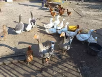 Ducks — photo 2