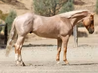 Hengst, Quarter Horse — Foto 1