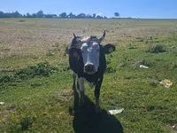Krava, Russian Black pied cattle — foto 5