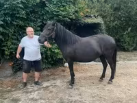 Mare, Hucul pony — photo 8