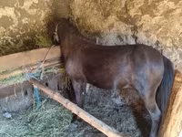 Horse (M), Horses — photo 4