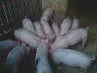 Boar, Pigs — photo 1