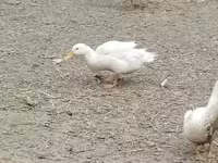 Niemiecki Pekin — zdjęcie 6