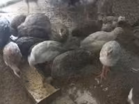 Guinea fowl — photo 1