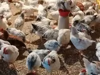 Chickens — foto 1