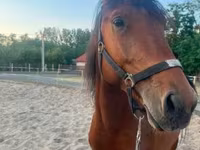 Koń, Konie — zdjęcie 3