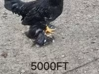 Chickens — 照片 4