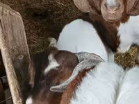 Bak, Boer goat — 3. fotó