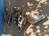 Ducks — Foto 6