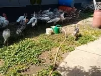 Turkeys — photo 3