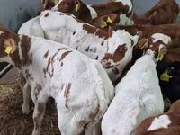 Bydło (partia, płeć nieokreślona), Simmental cattle — zdjęcie 4