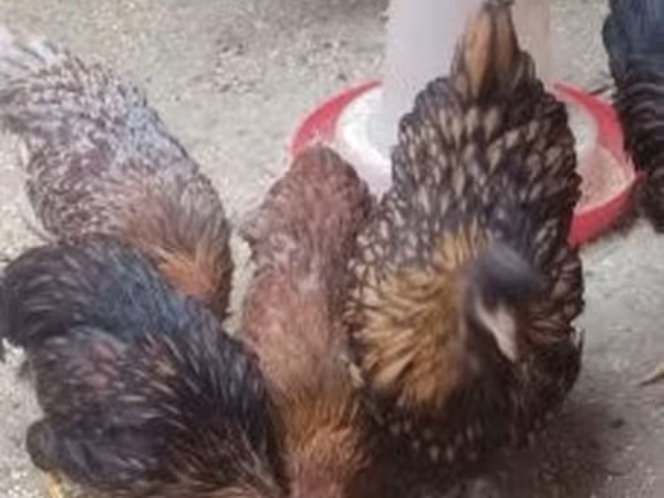 Chickens