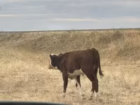 Bulle, Simmental cattle — Foto 3