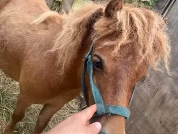 Kůň, Shetland Pony — Maďarsko
