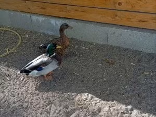 Ducks