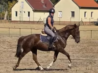 Mare, Hungarian horse breed — photo 3