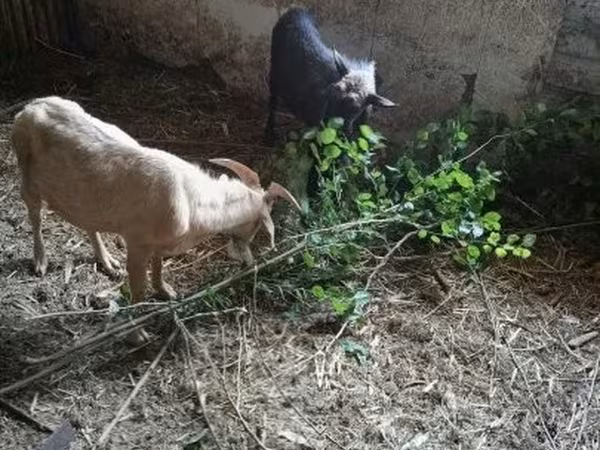公山羊, Goats