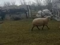 Kos, Shroshire sheep — 2. fotó