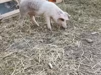 Boar, Дюрок — photo 8
