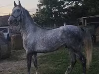 Айғыр, Lipizzaner — 7-сурет