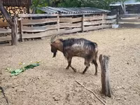 Billy Goat, Goats — photo 5