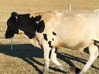 ثور, Russian Black pied cattle — الصورة 6