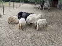 Widder, Racka sheep — Foto 4