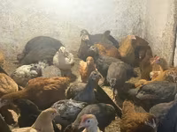 Guinea fowl — foto 2