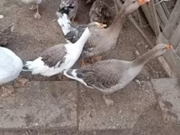 Geese — Foto 3