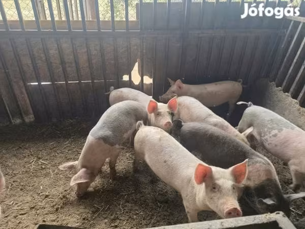 Boar, Pigs — Hungary