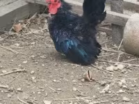 Chickens — 4-сурет