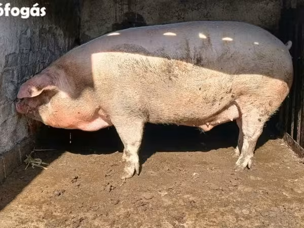 Boar, Pigs — Hungary