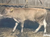 ثور, Swiss cattle — الصورة 3