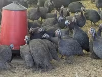 Guinea fowl — الصورة 4