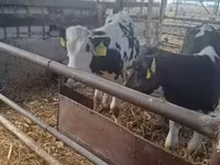 公牛, Russian Black pied cattle — 照片 4