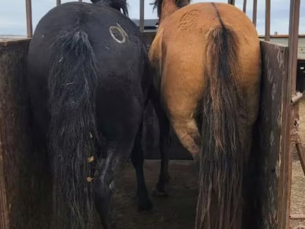 Kanca, Kazakh horse