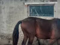 Cavalo, Cavalos — foto 1