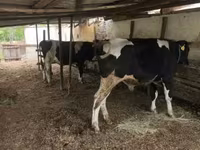ثور, Russian Black pied cattle — الصورة 3