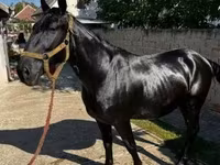 公马, Nonius horse — 照片 5