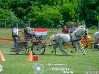 Madyan, Lipizzaner — foto 2