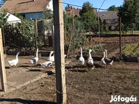 Geese — الصورة 2