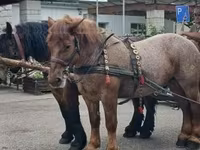 Madyan, Percheron — foto 6