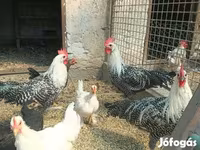 科钦 — 照片 1
