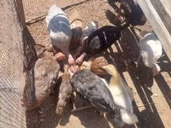 Turkeys — Węgry
