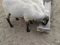 公羊, Tsigai sheep — 照片 1
